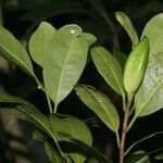 Planchonella mandjeliana Hábito