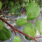 Rubus ulmifolius Écorce