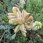 Astragalus miguelensis Fruto