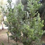 Adenanthos sericeus عادت داشتن