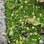 Sagina procumbens ശീലം