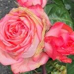Rosa × odorata Fleur