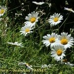 Leucanthemum monspeliense Yeri