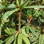 Rhododendron pachytrichum Φύλλο