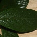 Ocotea valerioides Leaf