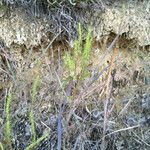 Iva asperifolia