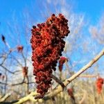 Rhus typhina Frukto