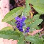 Caryopteris × clandonensis Çiçek