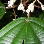 Miconia bubalina Leaf