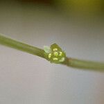 Ludwigia glandulosa പുറംതൊലി