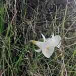 Narcissus cantabricus Kwiat