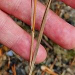 Bromus inermis Azala