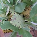 Kalanchoe marmorata Листок