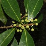 Ficus americana Plod