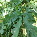 Quercus robur 叶