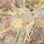 Atractylis carduus Flor