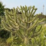 Austrocylindropuntia cylindrica Liść