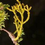 Arceuthobium azoricum その他の提案