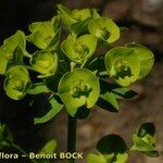 Euphorbia seguieriana Fruto