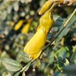 Sophora denudata Flor
