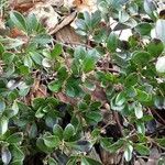 Arctostaphylos uva-ursi অভ্যাস