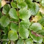 Lysimachia nummularia Blad