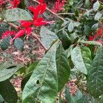 Quassia amara Hoja