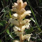 Orobanche alba Fula