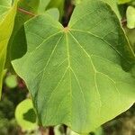 Cercis griffithii Leaf