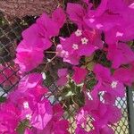 Bougainvillea spectabilisBlüte