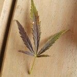 Cannabis sativaFolha