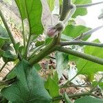 Solanum melongena Blodyn