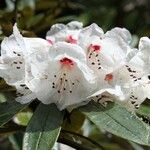Rhododendron crinigerum Flower