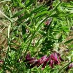 Vicia benghalensis Folha