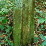Irvingia excelsa چھال