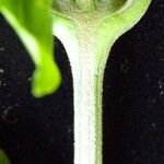 Justicia refractifolia Corteza