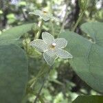 Matelea reticulata Cvet