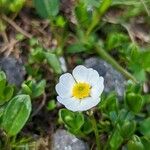 Ranunculus alpestris Квітка