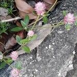 Gomphrena serrata Flower