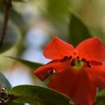 Rhododendron christi Flower