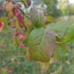 Euonymus latifoliusFrunză