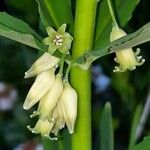 Polygonatum verticillatum Квітка