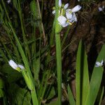 Sisyrinchium albidum Habitus