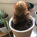 Mammillaria carmenae Hoja