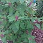 Chenopodium giganteum Hostoa