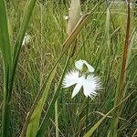 Pecteilis radiata Flower