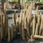 Cleistocactus hyalacanthus موطن