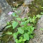 Epilobium montanum 整株植物