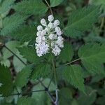 Actaea pachypoda Maua