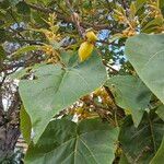 Paulownia tomentosaFruit